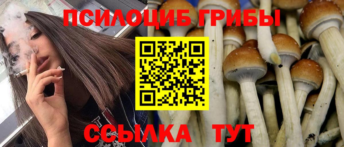 Петровск  Галлюциногенные грибы Cubensis  Вход с VPN 